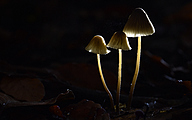 Mycena